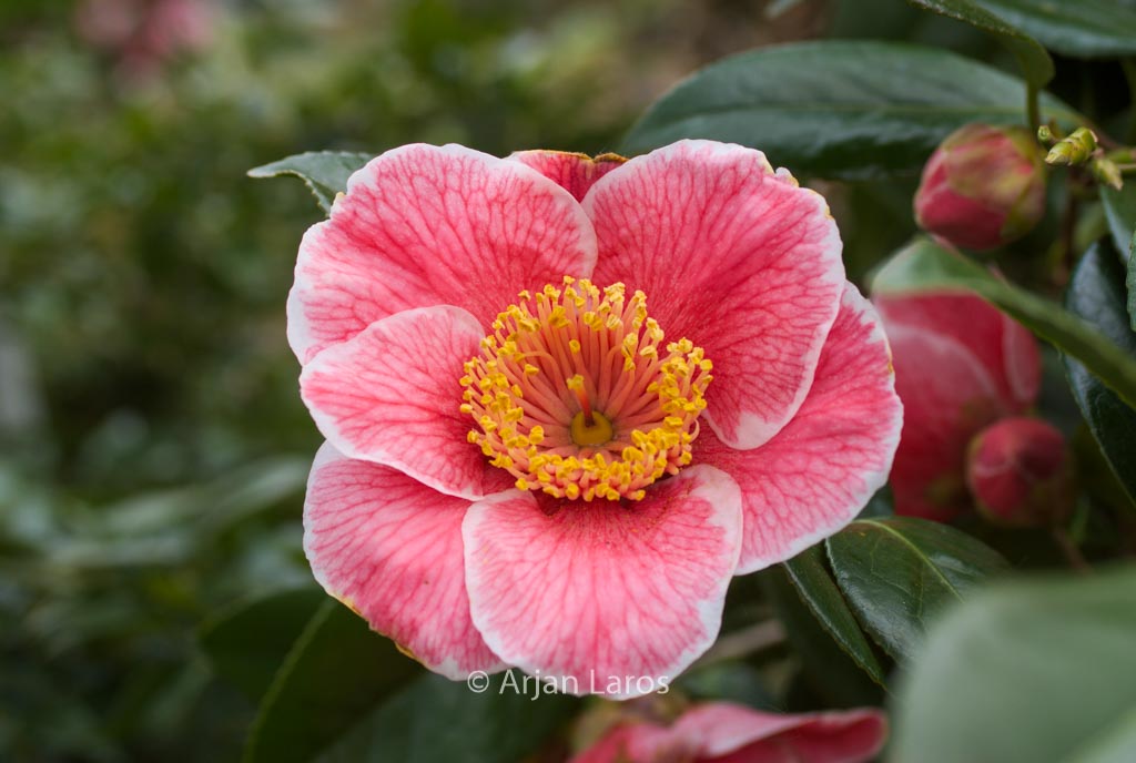 Camellia japonica 'Sanpei-tsubaki'