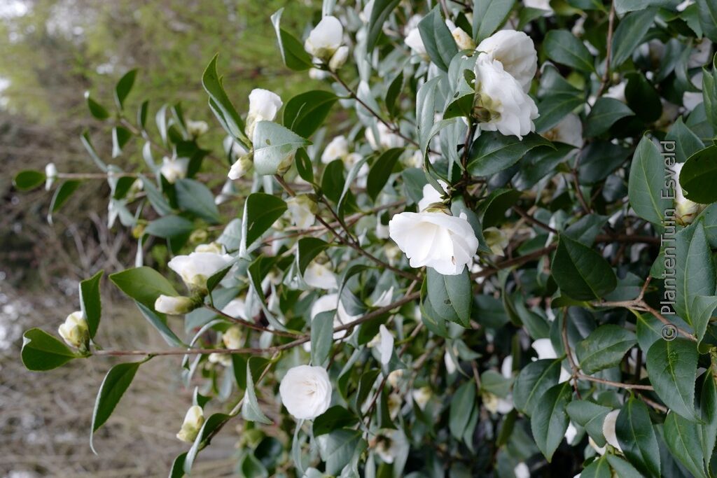 Camellia japonica 'Shiragiku'