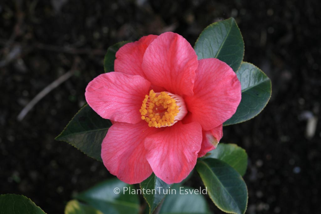 Camellia japonica 'Spring's Promise'