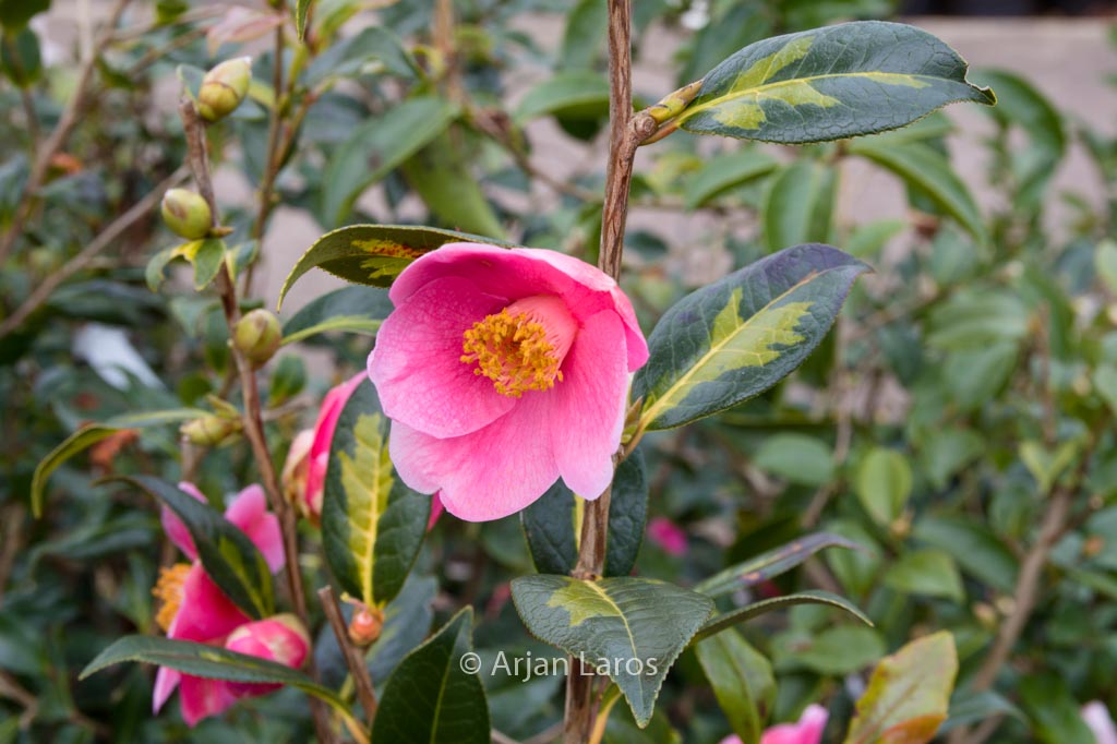 Camellia japonica 'Taiyo'