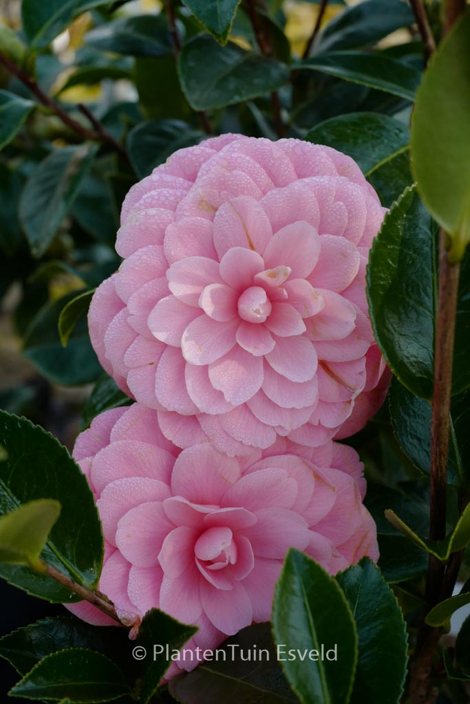 Camellia japonica 'Tiffany'