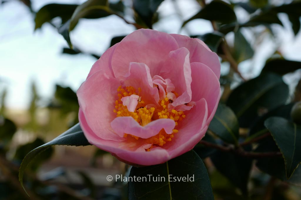 Camellia 'Pink Icicle'