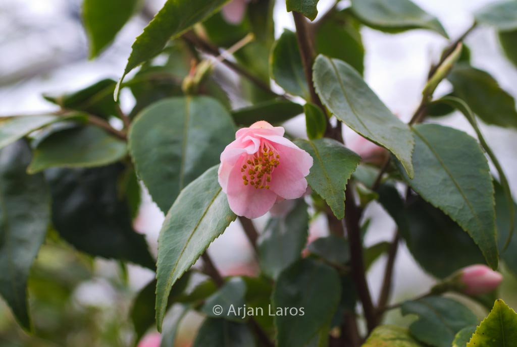 Camellia rosiflora 'Roka'