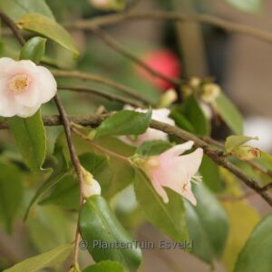 Camellia rosiflora 'Roseaflora Cascade'
