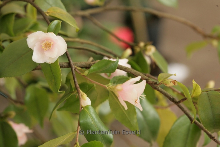 Camellia rosiflora 'Roseaflora Cascade'
