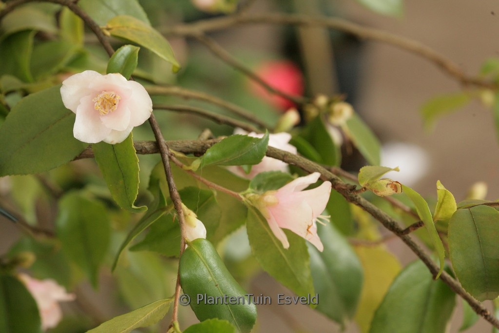 Camellia rosiflora 'Roseaflora Cascade'