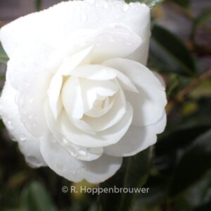 Camellia sasanqua 'Early Pearly'