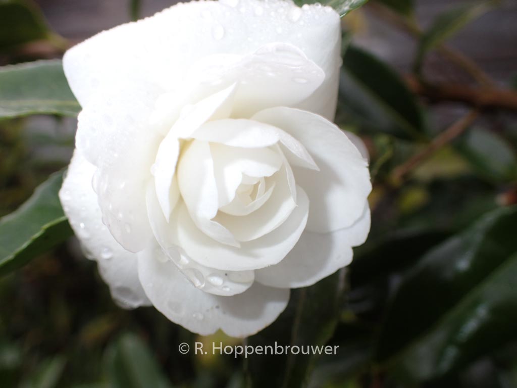 Camellia sasanqua 'Early Pearly'