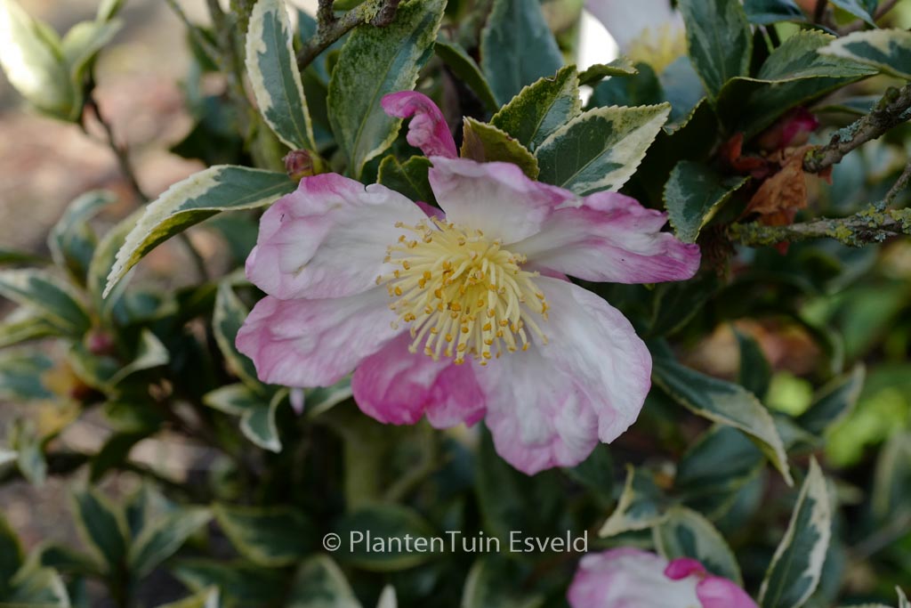 Camellia sasanqua f. variegata
