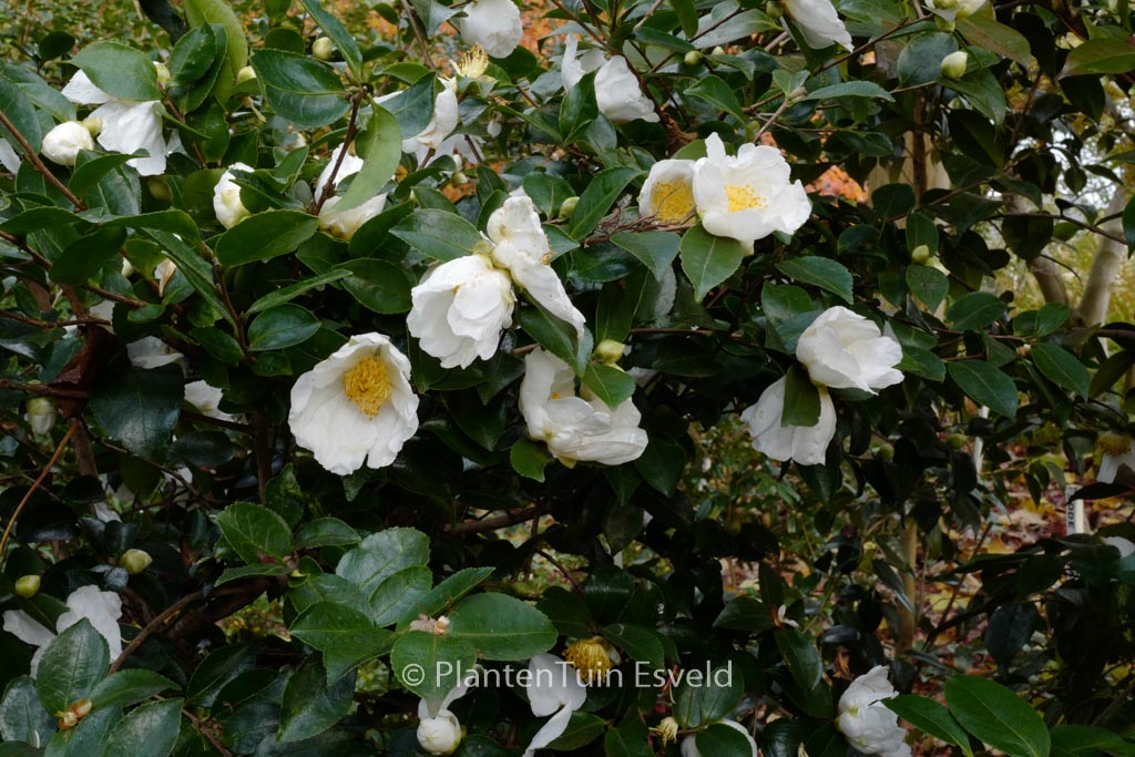 Camellia sasanqua 'Fragrans'