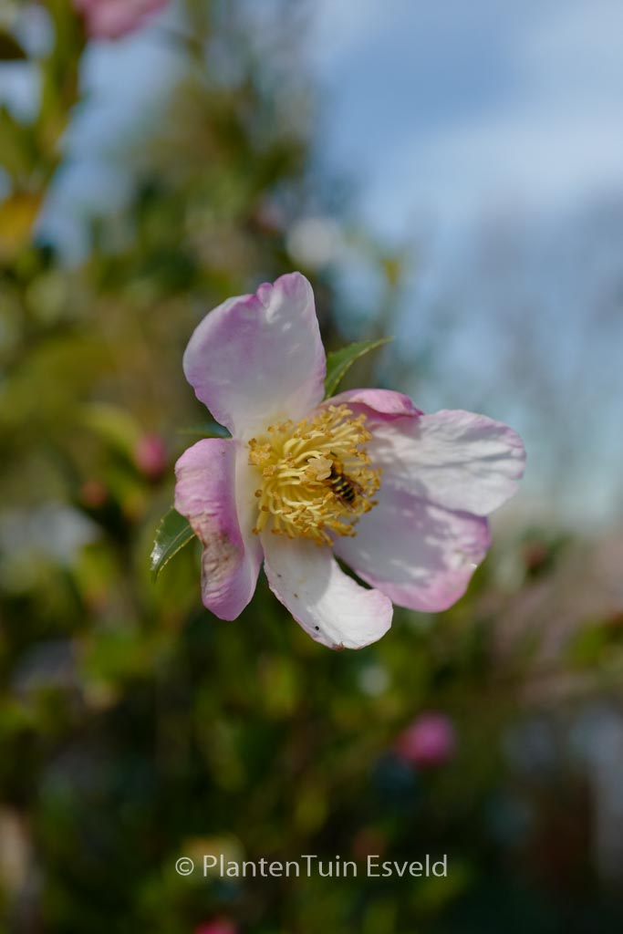 Camellia sasanqua 'Fukuzutsumi'