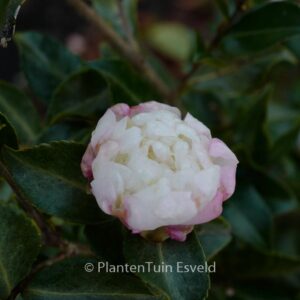 Camellia sasanqua 'Hime-botan'