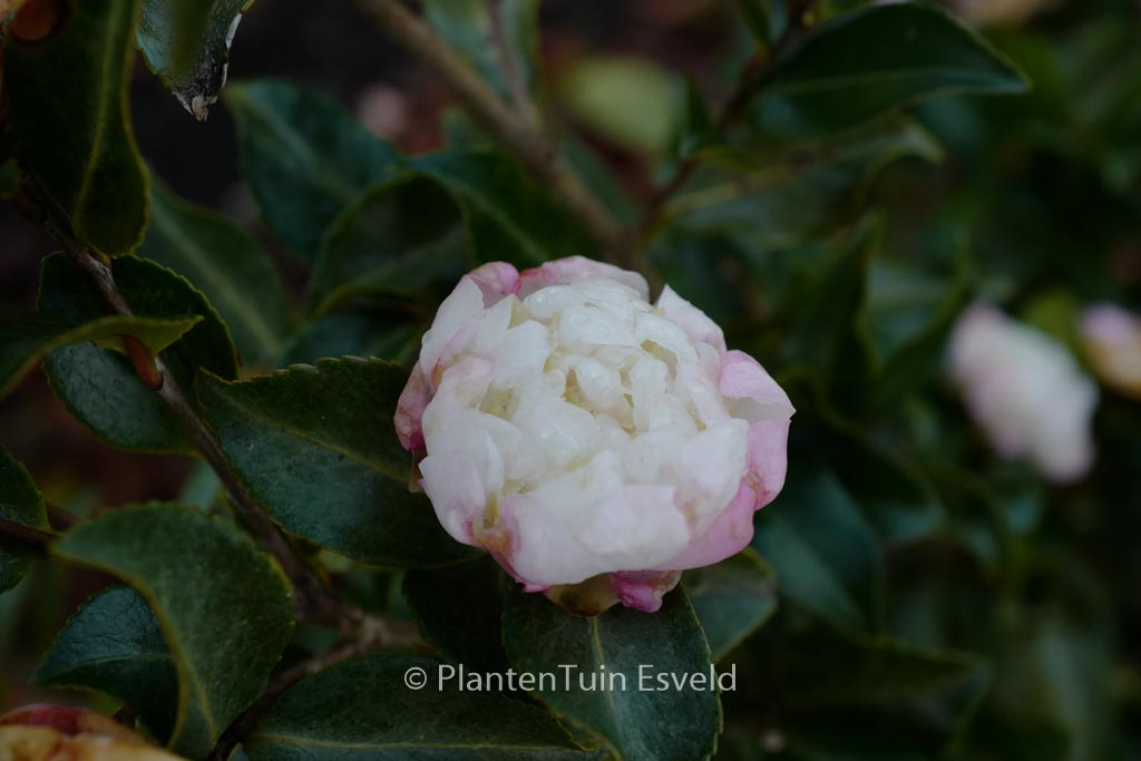 Camellia sasanqua 'Hime-botan'