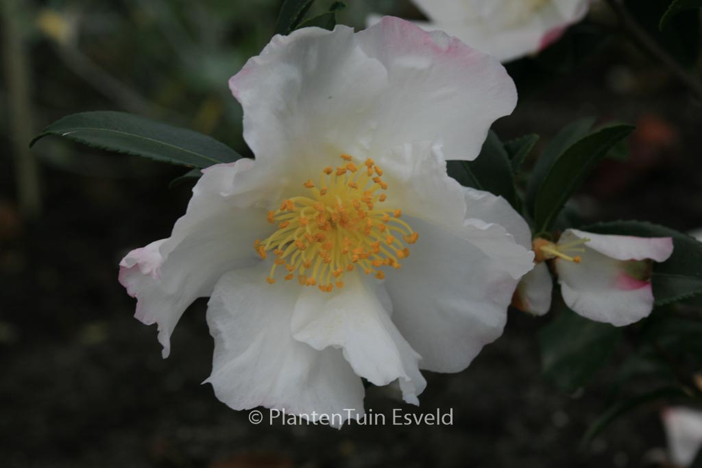 Camellia sasanqua 'Hinode-gumo'