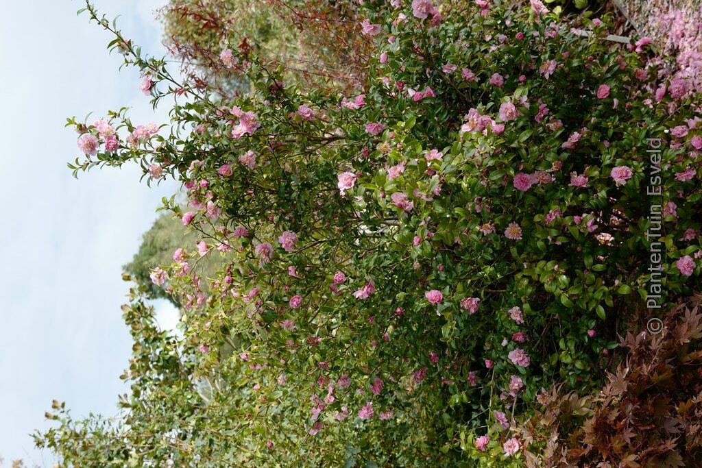 Camellia sasanqua 'Jennifer Susan' - Afbeelding 8