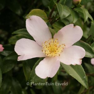 Camellia sasanqua 'Maiden's Blush'