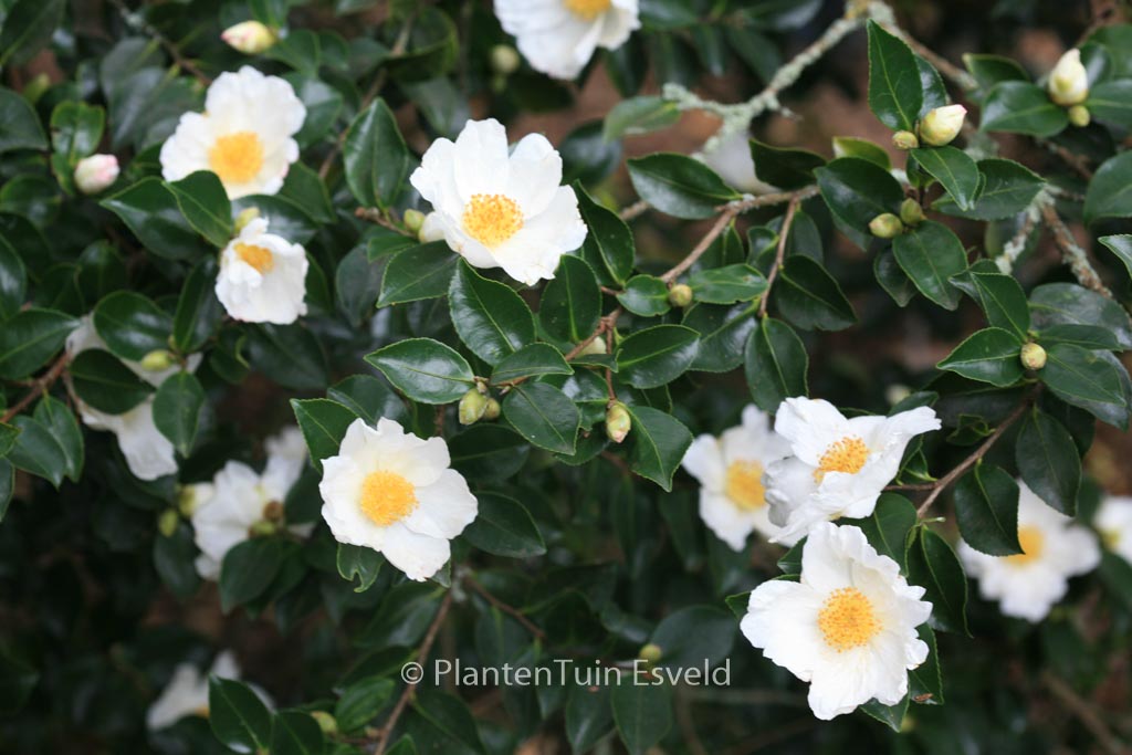 Camellia sasanqua 'Narumi-gata'