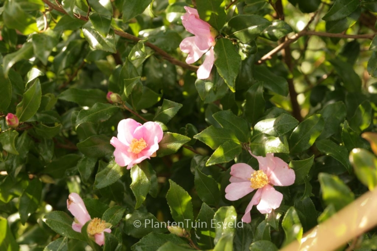 Camellia sasanqua 'New Dawn'