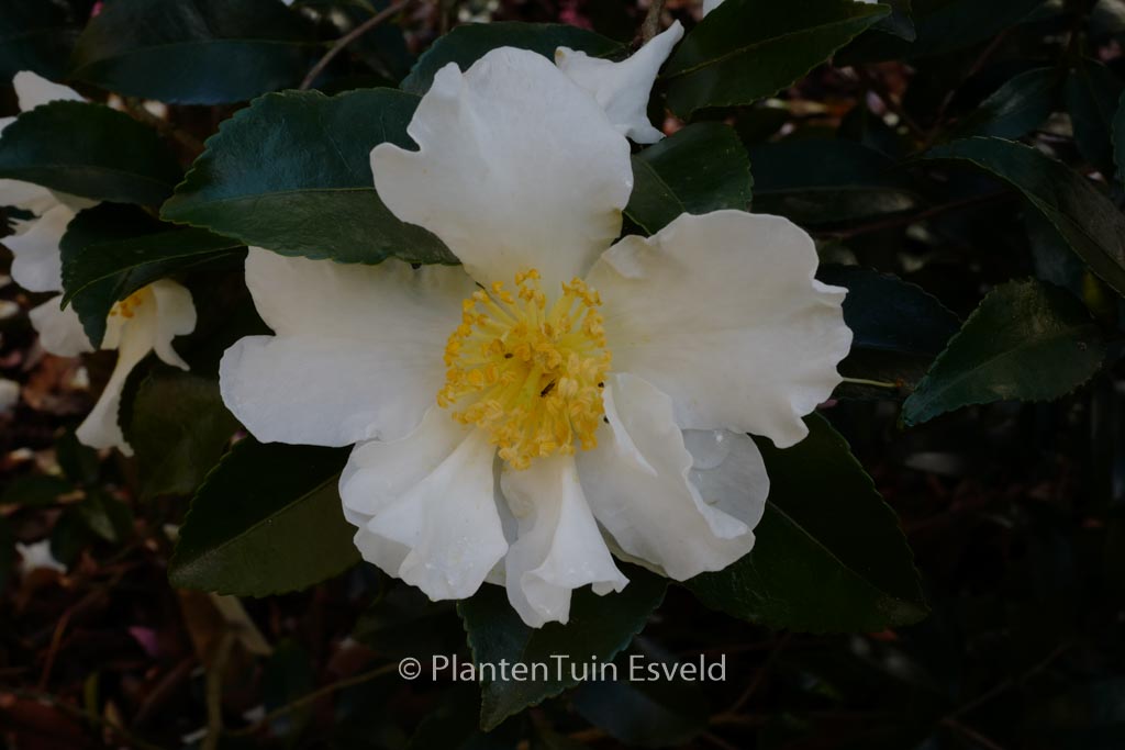 Camellia sasanqua 'Orcival'