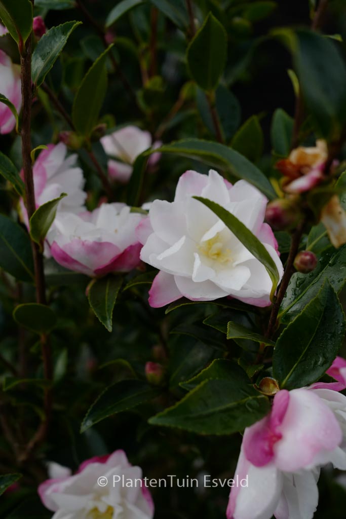 Camellia sasanqua 'Paradise Blush'
