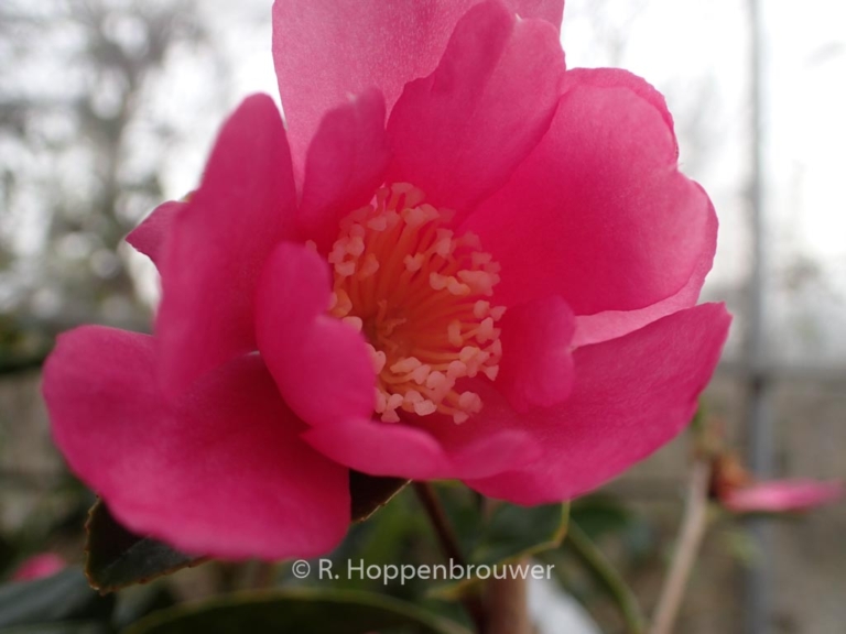 Camellia sasanqua 'Paradise Glow'