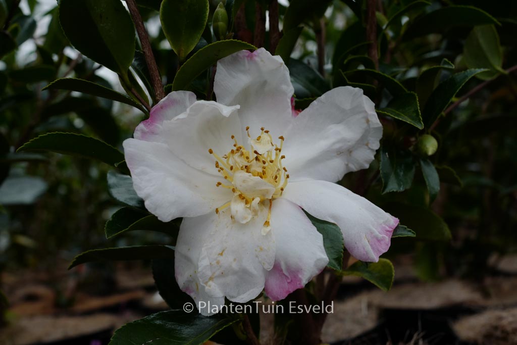 Camellia sasanqua 'Paradise Venessa'
