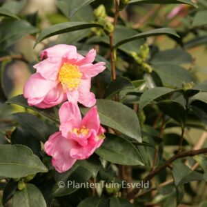 Camellia sasanqua 'Plantation Pink'