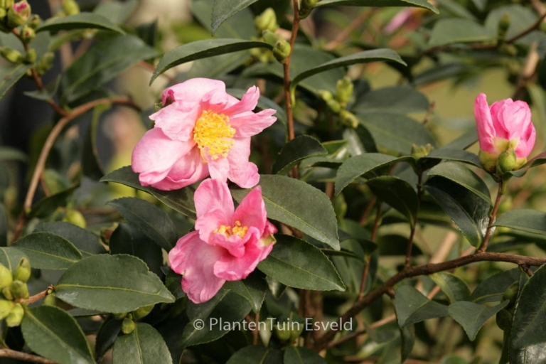 Camellia sasanqua 'Plantation Pink'