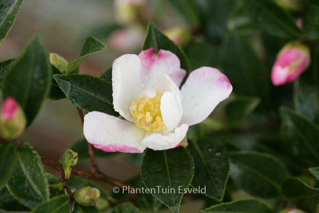Camellia sasanqua 'Rainbow'