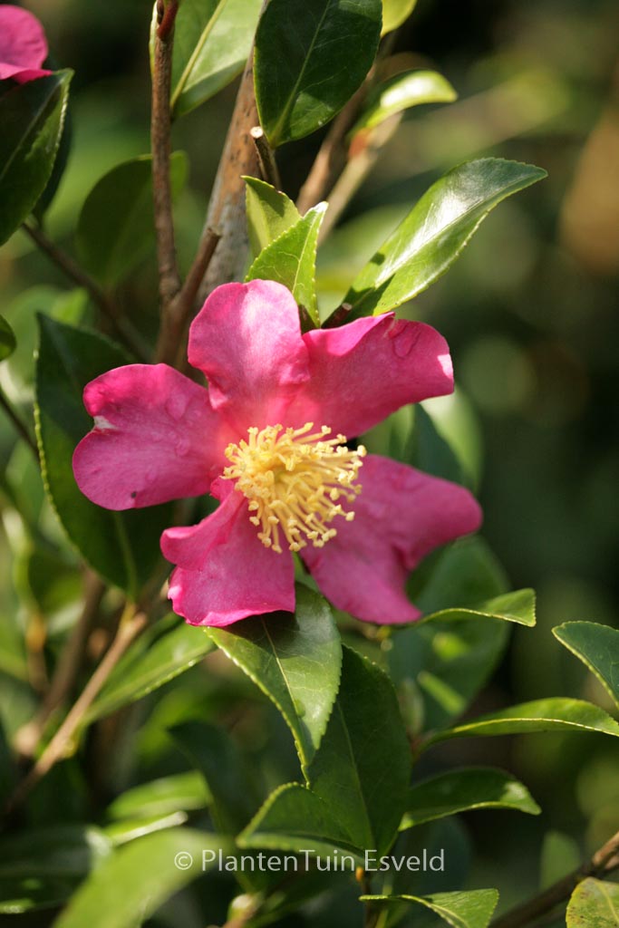Camellia sasanqua 'Rubra'