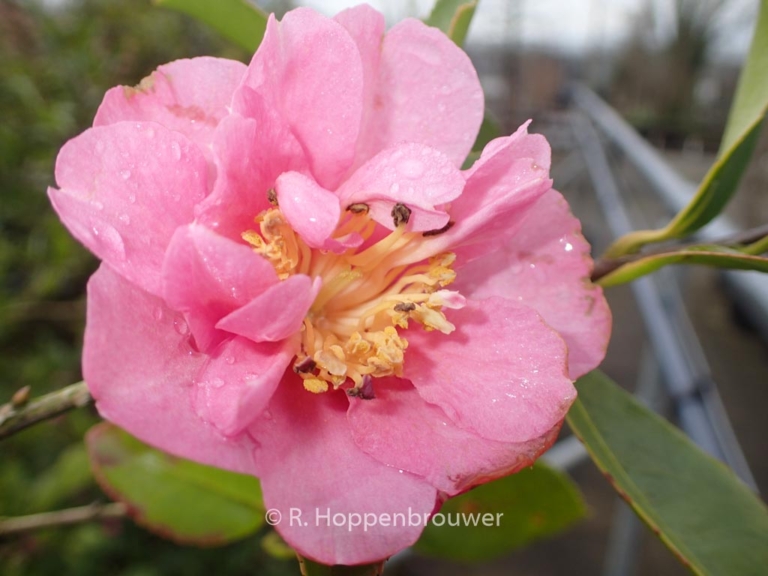 Camellia sasanqua 'Showa-no-sakae'