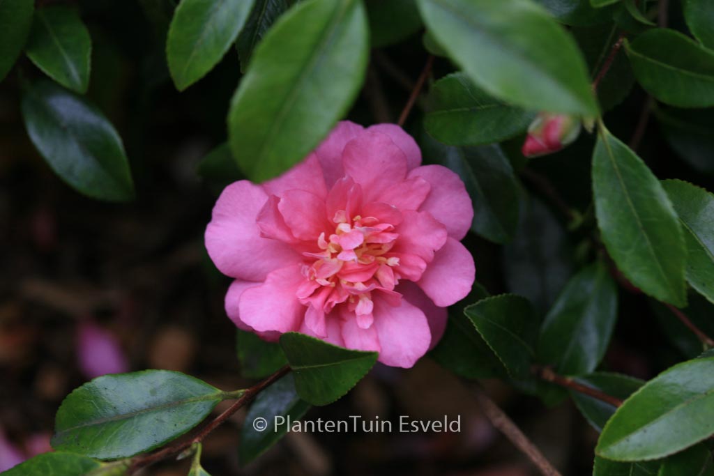 Camellia sasanqua 'Sparkling Burgundy'