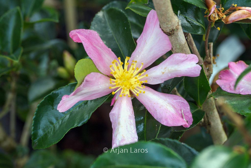 Camellia sasanqua 'Totenko'