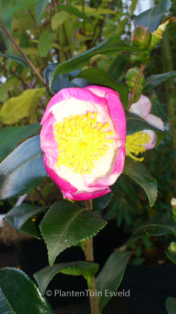 Camellia sasanqua 'Versicolor'