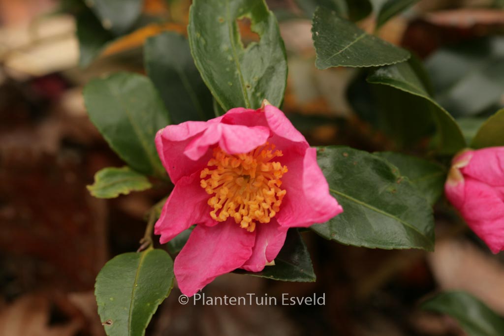 Camellia sasanqua 'Vicomte de Noailles'