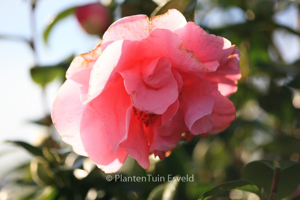 Camellia 'Spring Frill'