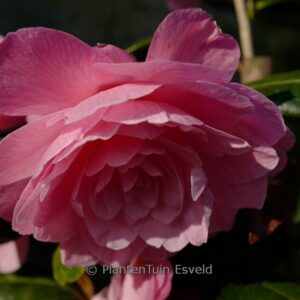 Camellia williamsii 'Dreamboat'