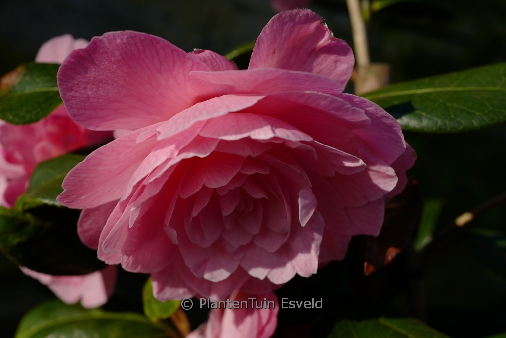 Camellia williamsii 'Dreamboat'