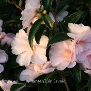 Camellia 'Winter's Rose'