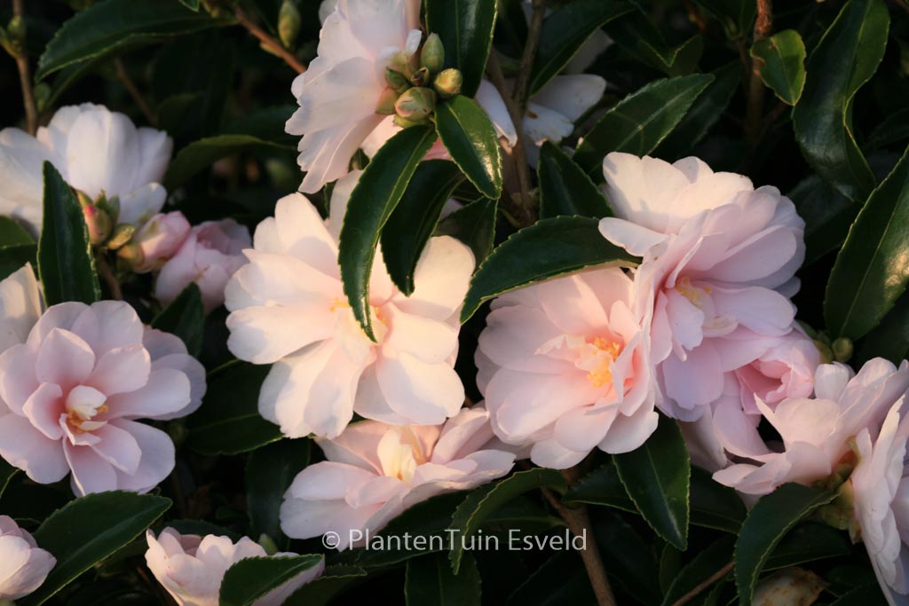 Camellia 'Winter's Rose'