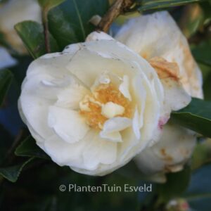Camellia 'Winter's Snowman'