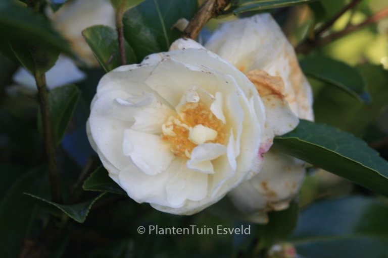 Camellia 'Winter's Snowman'