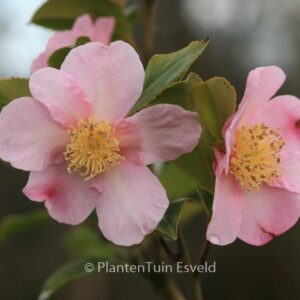 Camellia 'Winter's Star'