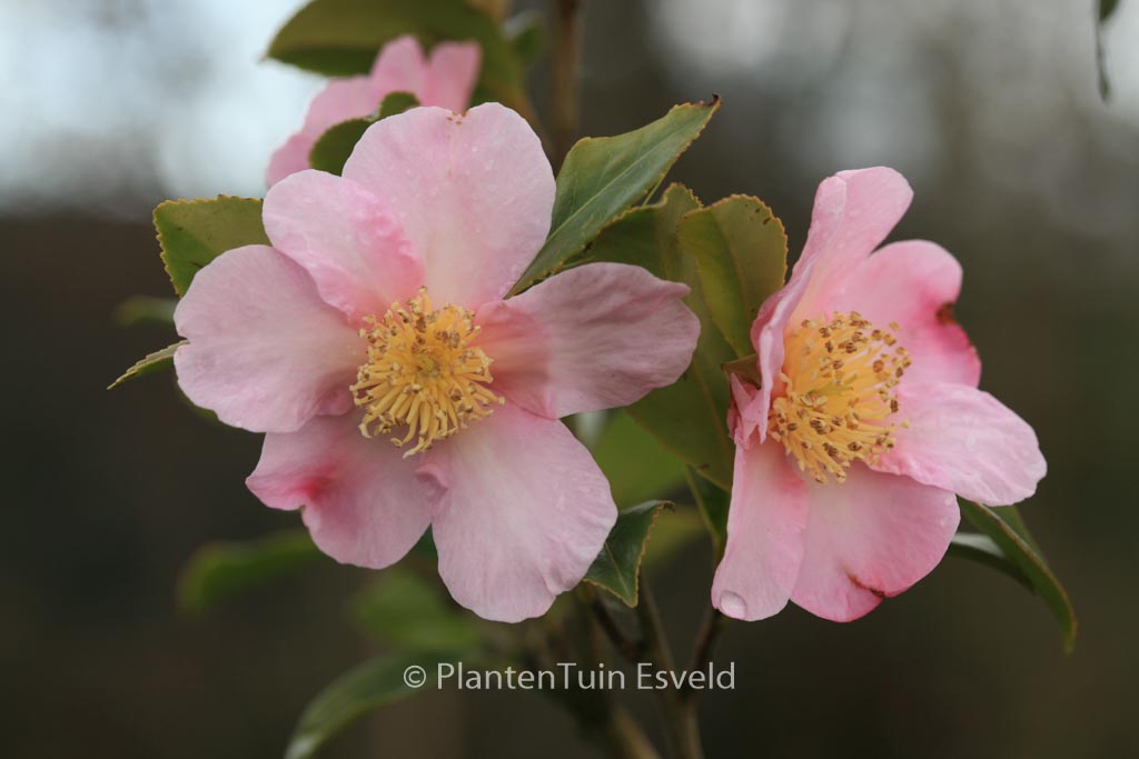 Camellia 'Winter's Star'