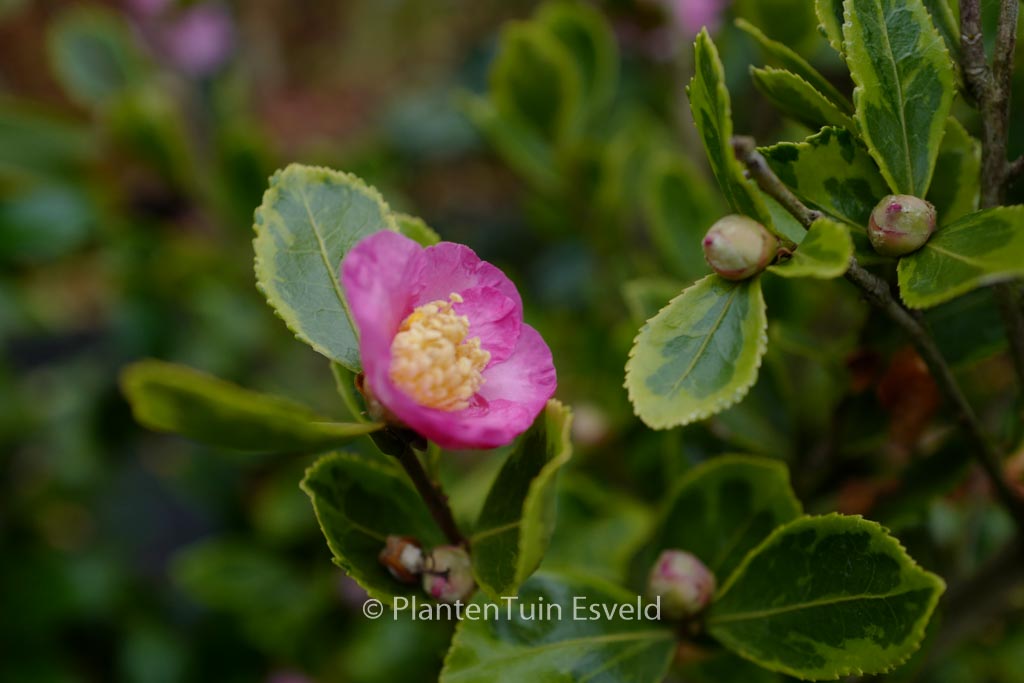 Camellia 'Winter's Sunset'
