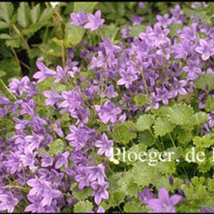 Campanula 'Birch Hybrid'
