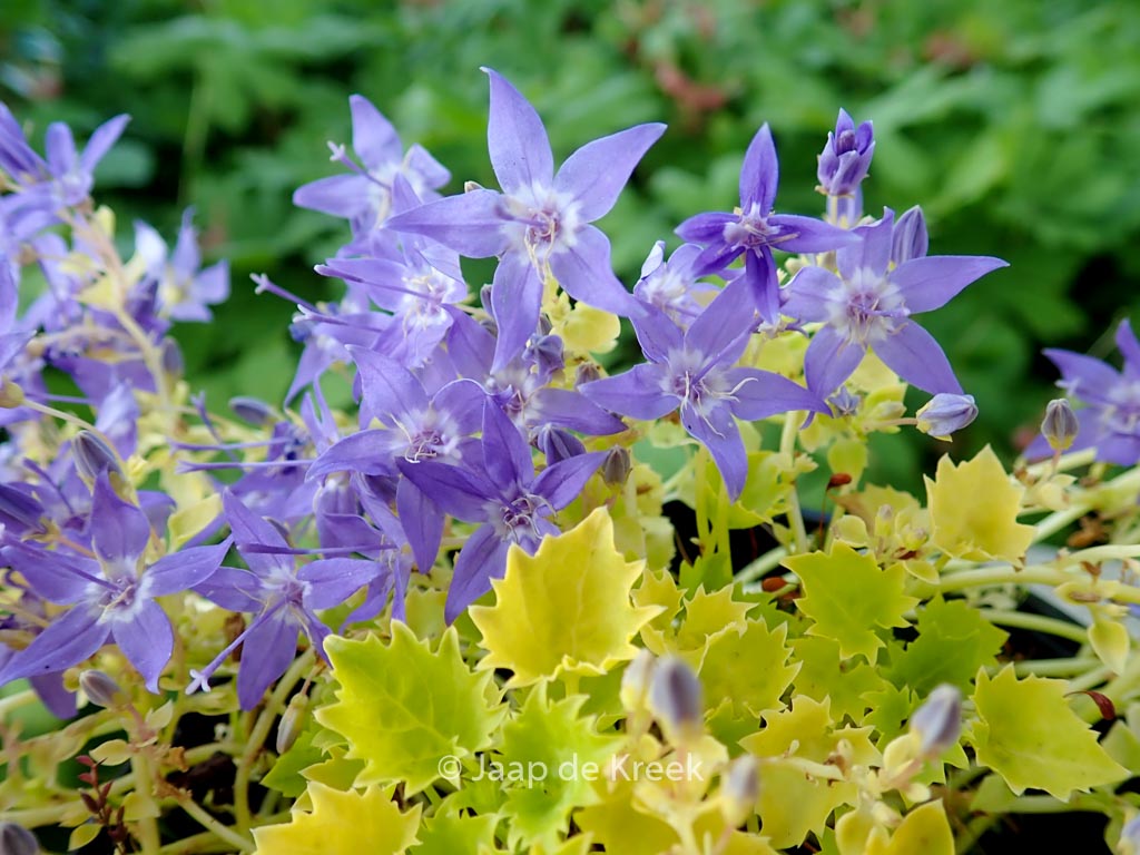 Campanula 'Dickson's Gold'