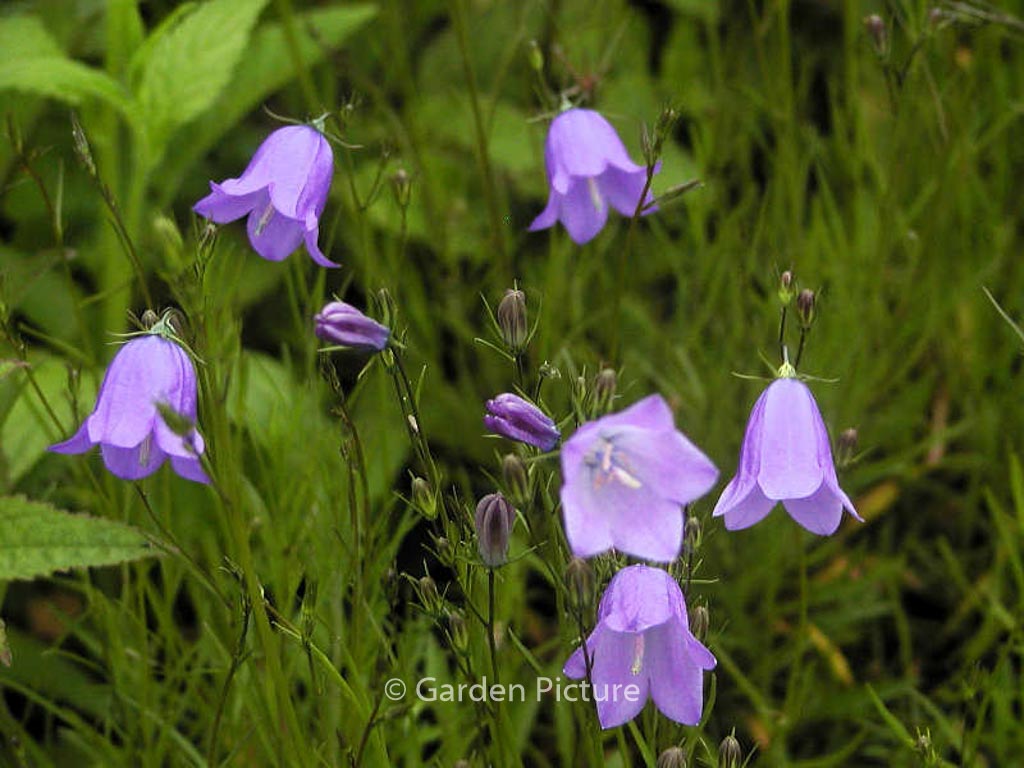 Campanula rotundifolia 'Olympica'