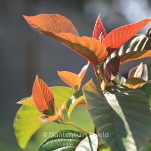 Camptotheca acuminata