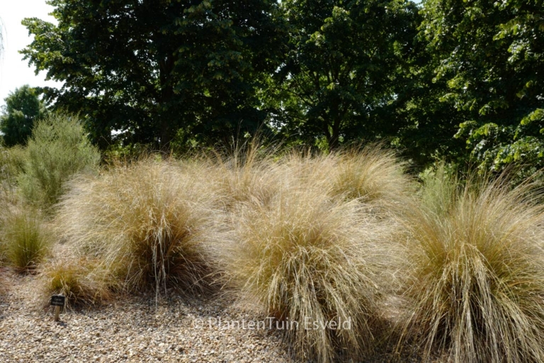 Carex testacea